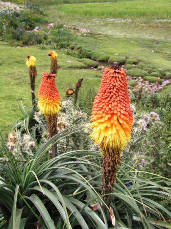 red-hot poker plant