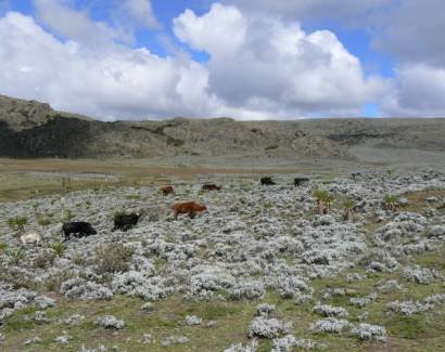 Cattle grazing in Bale Mountain National Park (© Flavie Vial)